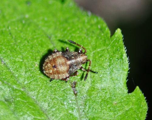 Stictopleurus sp.